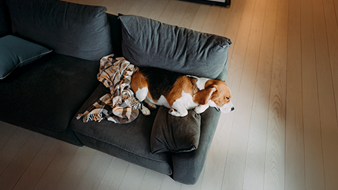 Câmara com análise inteligente